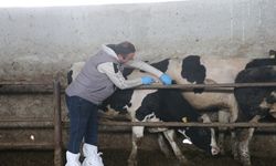 Tokat'ta 276 Bin Büyükbaş Hayvana Şap Aşısı