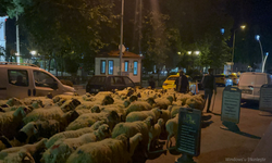 Dumanlı Yaylası'nın misafirleri yola düştü