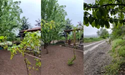 Zile'deki Bağlar Yağışlarla Birlikte Canlandı