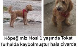 Turhal'da Kayıp Süs Köpeği İçin 10 Bin Lira Ödül