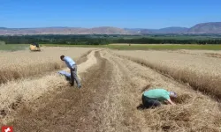 Tokat'ta dane kaybını önlemek için sahadalar...