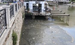 Amasya'dan geçen Yeşilırmak'ta balık ölümleri görüldü