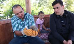 Yozgatlı çiftçi, anneleri ölen 4 kirpi yavrusuna bebek gibi bakıyor