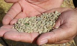Yozgat'ta deneme ekimi yapılan yerli tohum yeşil mercimek hasat edildi