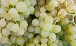 Erbaa’da üzümler olmaya başladı