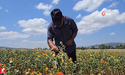 Tokat’ta ilk kez ektiği ürünü nasıl pazarlayacağını düşünüyor