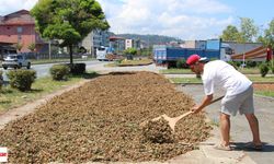 Karadeniz Sahil Yolunda Fındık Manzarası...