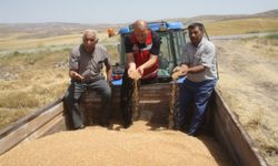 Yozgat'ta yerli nohut tohumlarının deneme amaçlı ekildiği tarlalarda hasat yapıldı