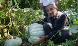 Ata tohumundan yetiştirdi, halen büyüyor, gören şaşıyor