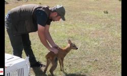 Kastamonu'da tedavisi tamamlanan karaca doğaya salındı