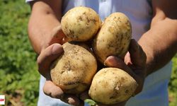 Tokat'ta yaşayan çiftçi, yılda 500 tonun üzerinde patates tohumu üretiyor