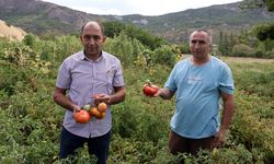 Koyulhisar domatesi ata tohumundan yetiştiriliyor