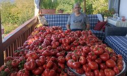 Tokatlı domates yetiştiricisinden tohum katkısı