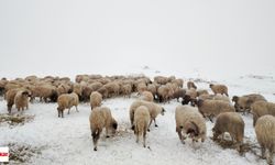 Tokat'ta çoban sürüsüyle yaylada mahsur kaldı, kar geçit vermedi...