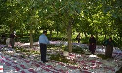 Tokat'ta beyaz altının hasadı başladı