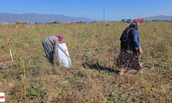 Tokatlı çiftçi 500 ton soğanı ücretsiz dağıttı