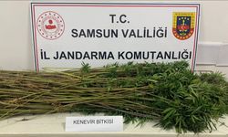 Samsun'da 285 kök kenevir bitkisi ele geçirildi