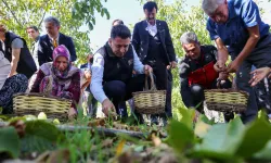 Bilecik ceviz üretiminde Türkiye 3’üncüsü