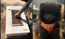 O minik köpek için otopsi kararı