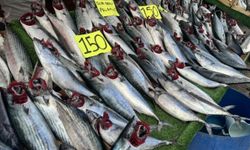 Rize’de 3 Palamut 100 TL, Tokat’ta Tanesi 150 TL! Vatandaş Fiyat Farkına Tepkili