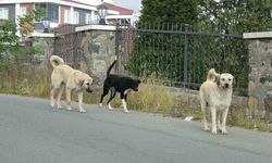 Altınordu’da sokak köpekleri dehşeti: Bir kişi bacaklarından yaralandı