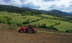 Ordu’da boş arazilerden bugün bereket fışkırıyor