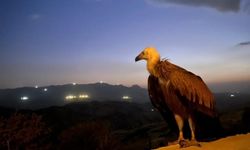 Tokat'tan sonra Şırnak’ta da doğaya salındı!