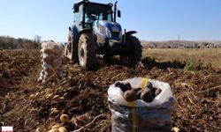 Tokat'ın komşu ilinde renkli hasat!