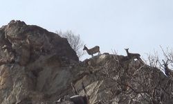 Koruma altındaki yaban keçileri böyle görüntülendi