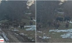 Niksar Çamiçi Yaylası'nda Şaşırtan Karşılaşma: Domuz Sürüsü Yolu Kapattı!