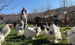 Evinin bahçesini tavuk çiftliğine dönüştürdü, 15 farklı ırkta tavuğu var