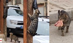 Kedilerin hırsızlık anı izleyenleri gülümsetti