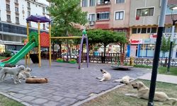 Belediye sahipsiz köpekleri toplatacak