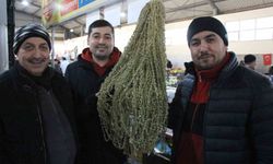 Çiçek bamyanın fiyatı gram altını geçti