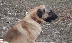 Kayıp Köpek Paşa Aranıyor!