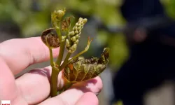Barajlarda Son Durum Ne? Don ve Dolunun Vurduğu Tokat Masaya Yatırıldı!