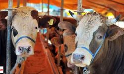 Türkiye’nin hayvan varlığı belli oldu: 6 ayda tablo değişti