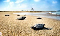 İztuzu Sahili’nde 2025’in İlk Caretta Caretta Yuvası Tespit Edildi