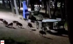 Piknikte Korku Dolu Anlar! Domuz Sürüsü Panik Yarattı