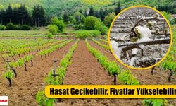 Erbaa’nın Ünlü Salamura Yaprağı Tehlikede: Don Felaketi Üretimi Vurdu