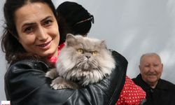Tokat’ta Patili Güzellik Yarışı: Kediler Podyuma Çıktı