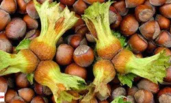 Tokat'ta Üretiliyor Çuval Çuval İhraç Ediliyor Avrupa ve Arap Ülkeleri Kapış Kapış Alıyor