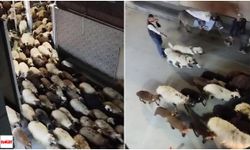 Tokat’ta Koyun Sürüsü Şehir Merkezinden Geçti