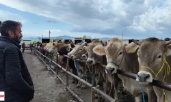 Tokat'ta 3 Hayvan Pazarında Ölümcül Virüs Alarmı Pazarlar Kapatıldı
