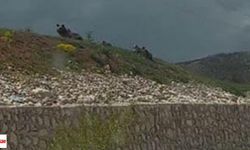 Tokat’ta Yol Kenarında Boz Ayı ve Üç Yavrusu Görüntülendi