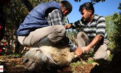Tokat'ta Kurban Keseceklere Ceza Yağabilir: 668 Bin TL Kesinleşti!
