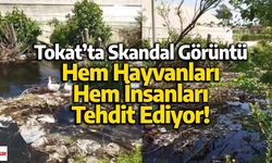 Tokat’ta Skandal Görüntü: Hem Hayvanları Hem İnsanları Tehdit Ediyor!