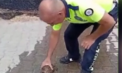 Alevlerin İçindeki Umut: Erbaa’da Polis Kaplumbağayı Kurtardı