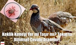 Keklik Keneyi Yer mi Taşır mı? Tokat'ta Bilimsel Cevabı Aranıyor!