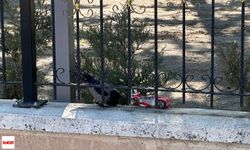 Tokat'ta Karganın Parkta Çekirdek Keyfi Kameralara Yansıdı